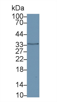 膜联蛋白A5(ANXA5)多克隆抗体