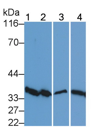 膜联蛋白A5(ANXA5)多克隆抗体