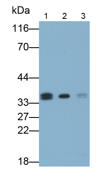 膜聯(lián)蛋白A5(ANXA5)多克隆抗體