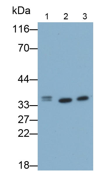 膜聯(lián)蛋白A5(ANXA5)多克隆抗體