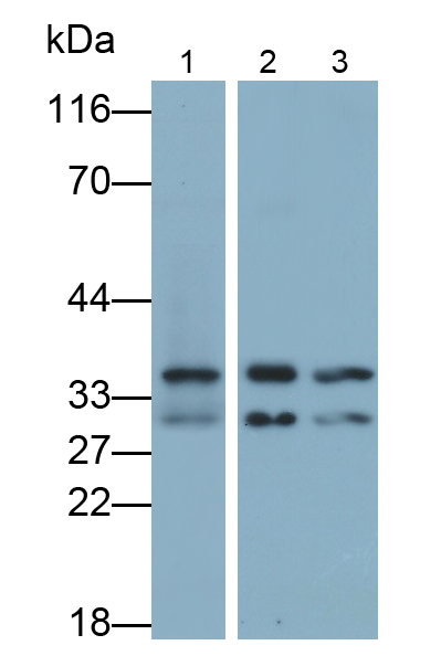 膜联蛋白A5(ANXA5)多克隆抗体