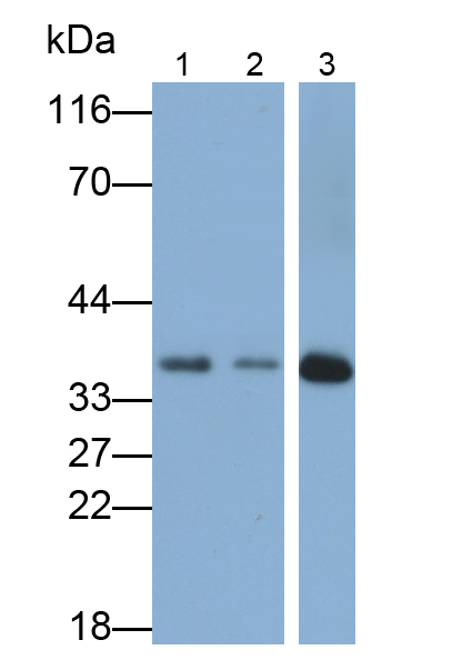 膜聯(lián)蛋白A5(ANXA5)多克隆抗體