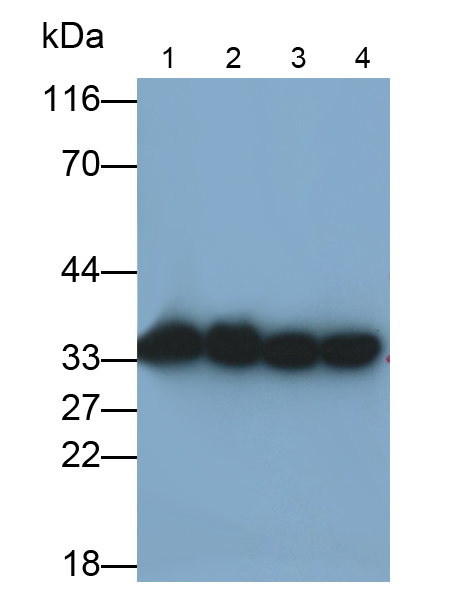 膜聯(lián)蛋白A5(ANXA5)多克隆抗體