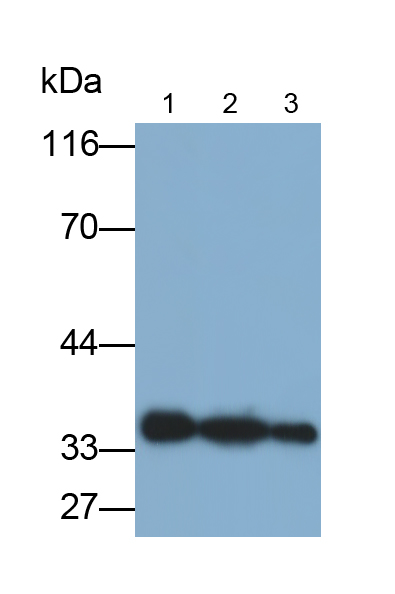 膜聯(lián)蛋白A5(ANXA5)多克隆抗體