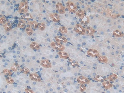 膜聯(lián)蛋白A5(ANXA5)多克隆抗體