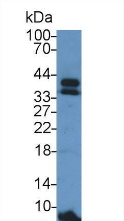 膜聯(lián)蛋白A5(ANXA5)多克隆抗體