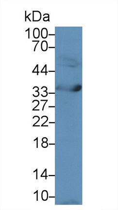 膜聯(lián)蛋白A5(ANXA5)多克隆抗體