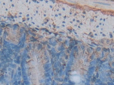 膜聯(lián)蛋白A5(ANXA5)多克隆抗體