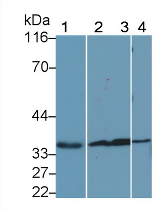 膜聯(lián)蛋白A5(ANXA5)多克隆抗體