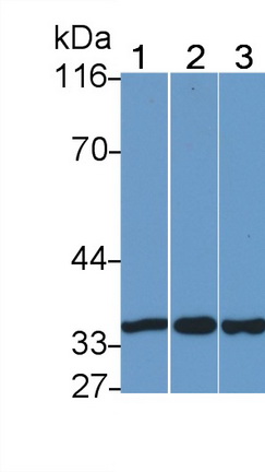 膜聯(lián)蛋白A5(ANXA5)多克隆抗體