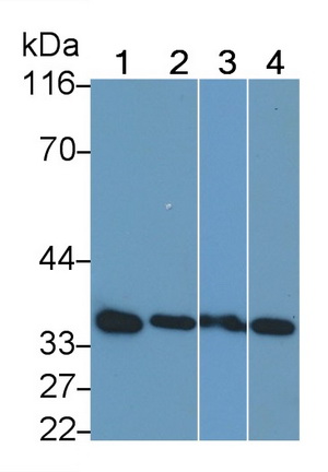 膜聯(lián)蛋白A5(ANXA5)多克隆抗體
