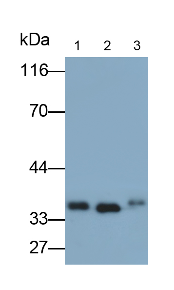 膜聯(lián)蛋白A5(ANXA5)多克隆抗體