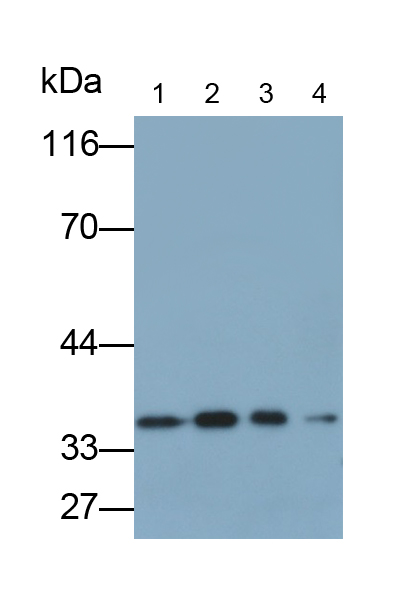 膜聯(lián)蛋白A5(ANXA5)多克隆抗體