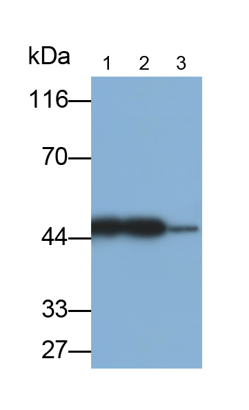 线粒体肌酸激酶1A(CKMT1A)多克隆抗体