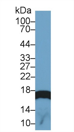 组蛋白H3(H3)多克隆抗体