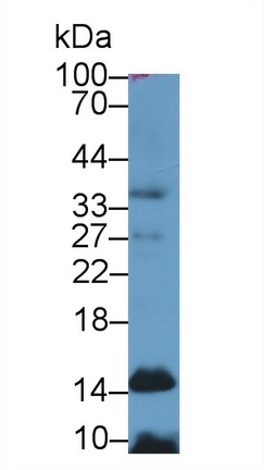 组蛋白H4(H4)多克隆抗体