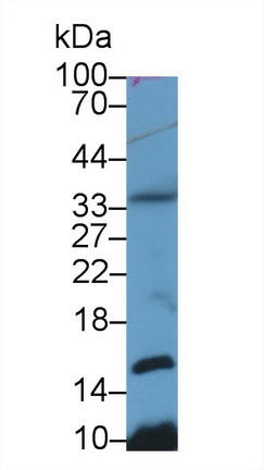组蛋白H4(H4)多克隆抗体