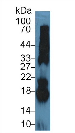 核糖核酸酶A(RNase A)多克隆抗体