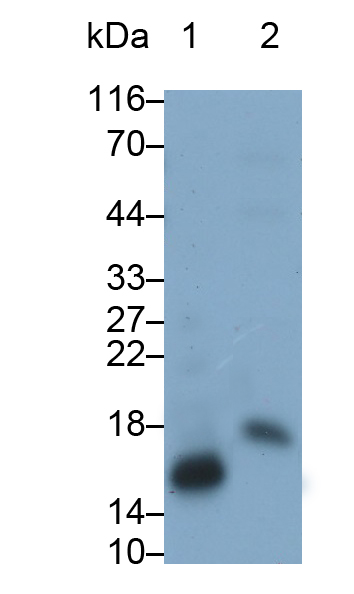 核糖核酸酶A(RNase A)多克隆抗体