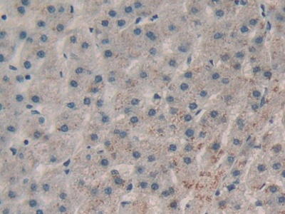 核糖核酸酶A(RNase A)多克隆抗体