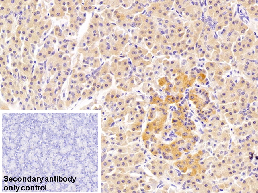 核糖核酸酶A(RNase A)多克隆抗体