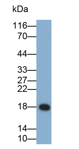 核糖核酸酶A(RNase A)多克隆抗体