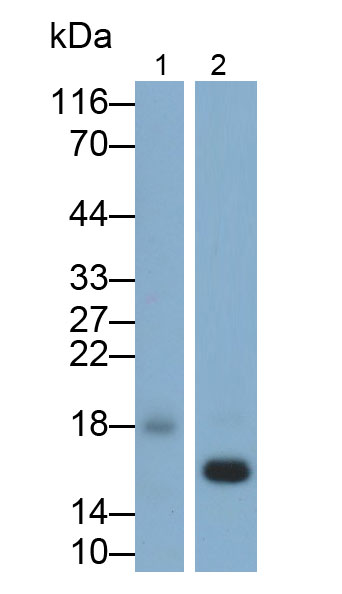 核糖核酸酶A(RNase A)多克隆抗體
