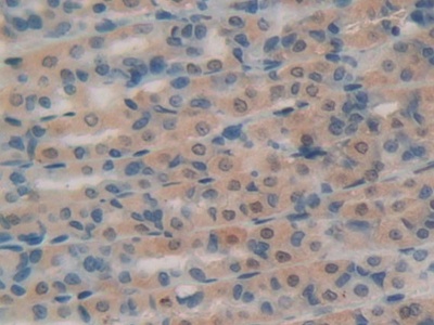 核糖核酸酶A(RNase A)多克隆抗体