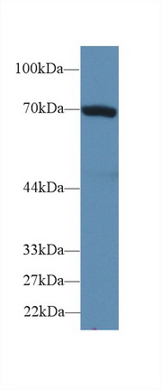 70kDa熱休克蛋白1B(HSPA1B)多克隆抗體