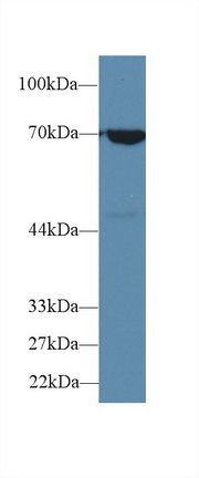 70kDa熱休克蛋白1B(HSPA1B)多克隆抗體