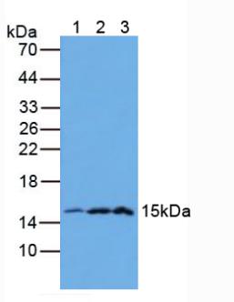 半乳糖凝集素2(GAL2)多克隆抗體