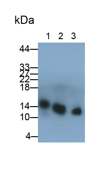 半乳糖凝集素2(GAL2)多克隆抗體