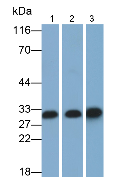 半乳糖凝集素3(GAL3)多克隆抗體