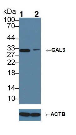 半乳糖凝集素3(GAL3)多克隆抗体