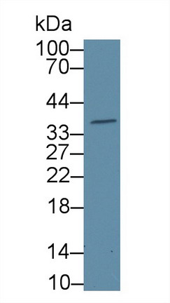 半乳糖凝集素4(GAL4)多克隆抗體