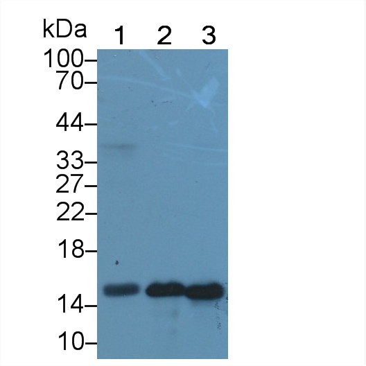 半乳糖凝集素7(GAL7)多克隆抗体