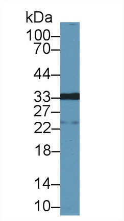 半乳糖凝集素12(GAL12)多克隆抗體