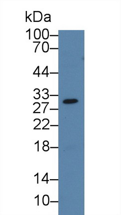 半乳糖凝集素12(GAL12)多克隆抗體