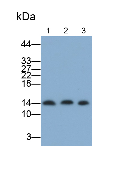 半乳糖凝集素1(GAL1)多克隆抗體