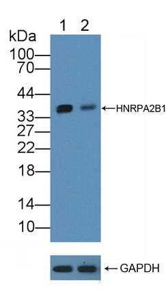不均一核糖核蛋白A2/B1(HNRPA2B1)多克隆抗体