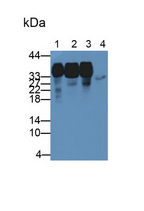 不均一核糖核蛋白A2/B1(HNRPA2B1)多克隆抗体