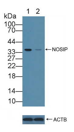 一氧化氮合酶相互作用蛋白(NOSIP)多克隆抗体