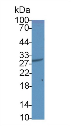 成纤维细胞生长因子5(FGF5)多克隆抗体