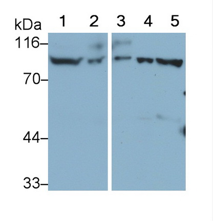血小板内皮细胞粘附分子1(PECAM1)多克隆抗体