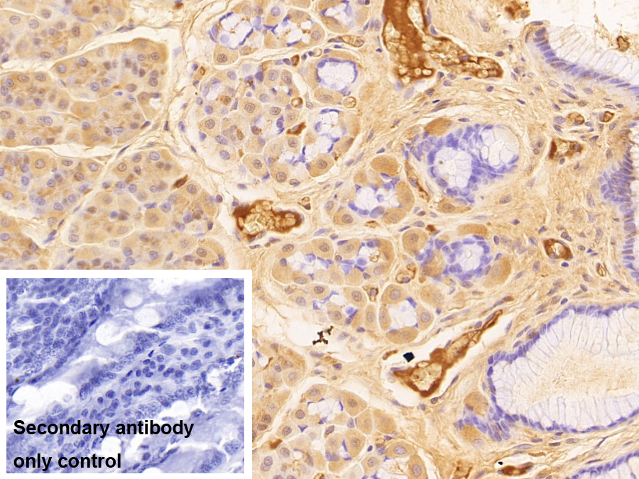 补体成分3a(C3a)多克隆抗体