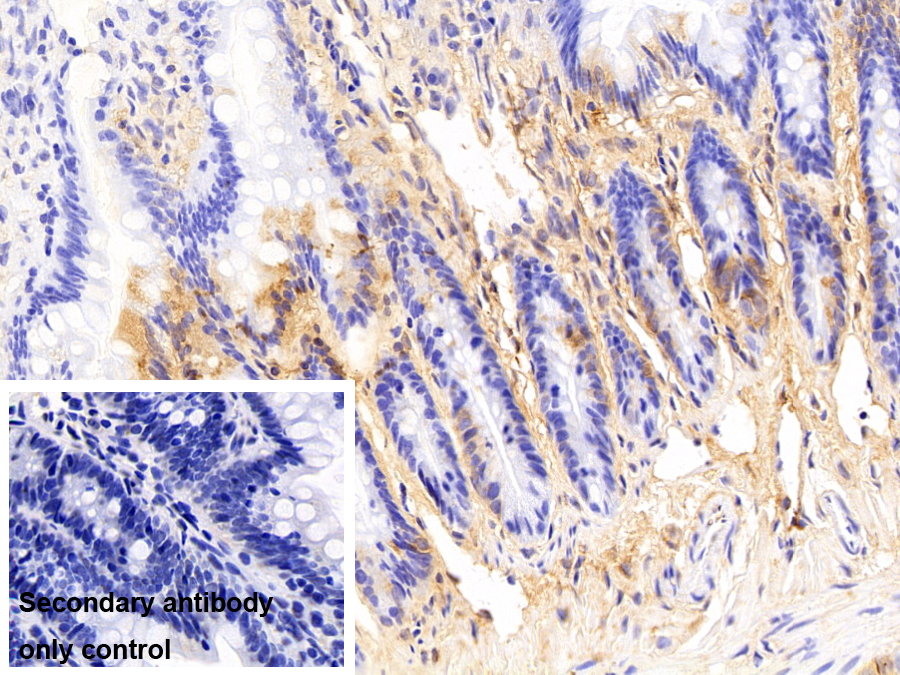 补体成分3a(C3a)多克隆抗体