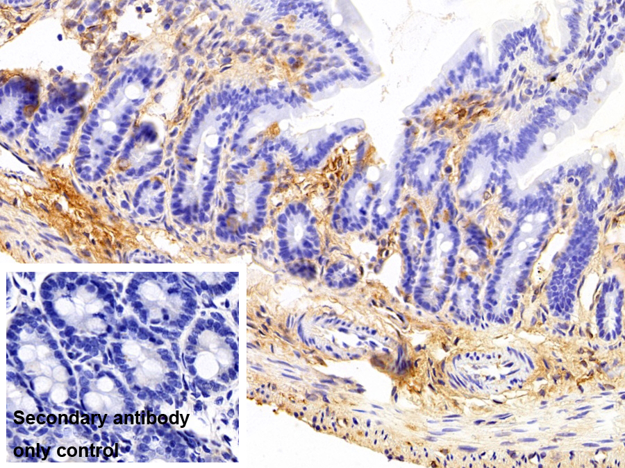 补体成分3a(C3a)多克隆抗体