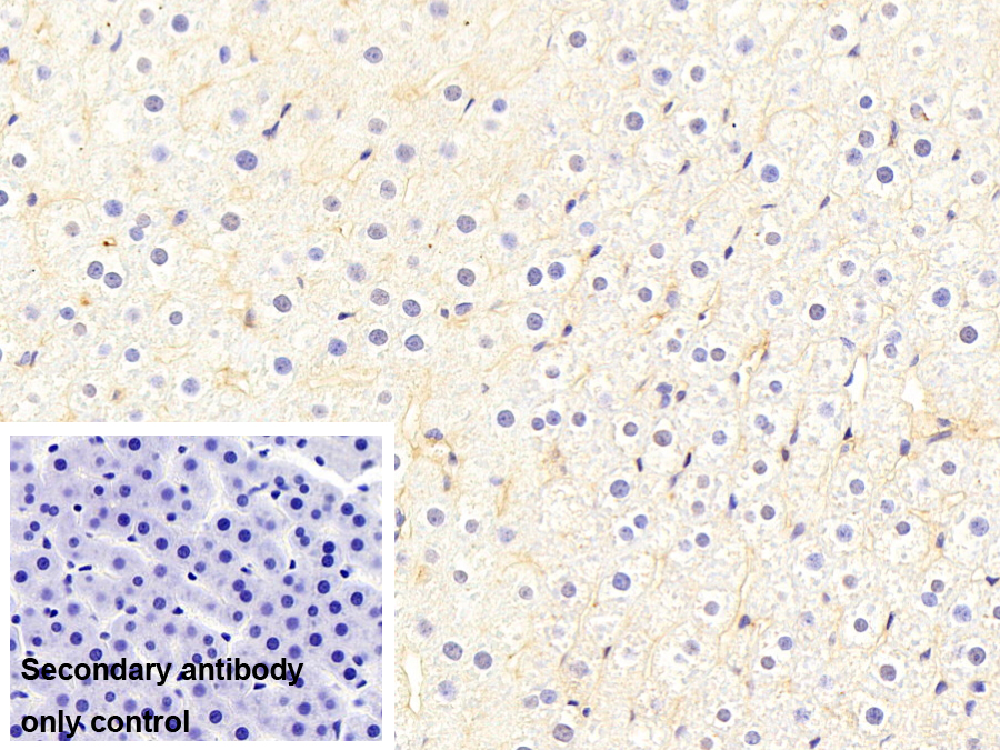 补体成分3a(C3a)多克隆抗体
