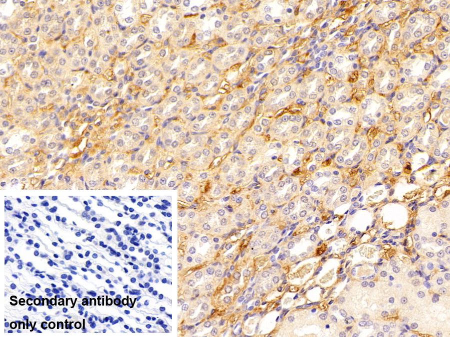 补体成分3a(C3a)多克隆抗体
