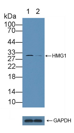 高迁移率族蛋白1(HMGB1)多克隆抗体